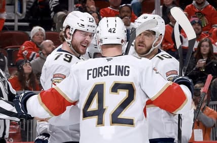 Florida panthers
