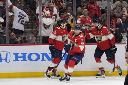 Panthers bruins