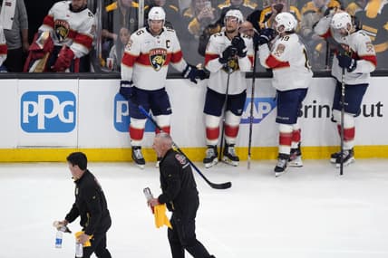 Panthers bruins