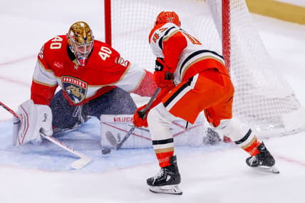 Florida panthers