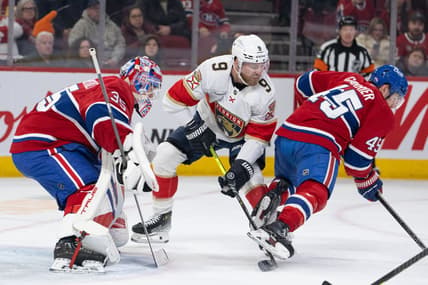 Florida panthers