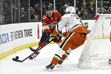 Florida panthers