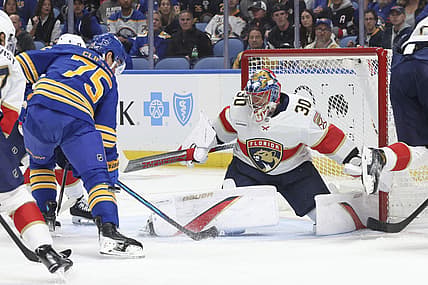 Florida panthers