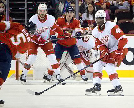Florida panthers